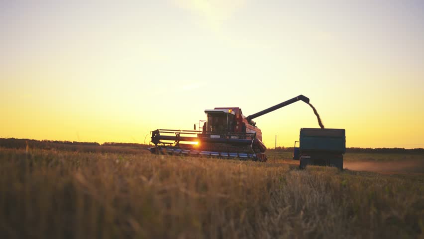 Loading grain from grain harvester combine to truck lorry on farm field at sunset in countryside. Working modern grain harvesting machines, agribusiness, harvesting, food production concept.