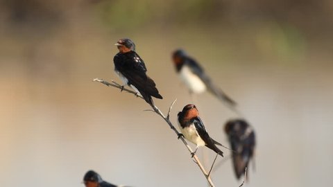 Barn Swallow Birds fighting in Thailand and Southeast Asia.