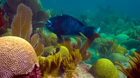 Magnificent 4k video footage on the theme of ocean and underwater creatures.