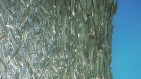 Vertical footage video, Continuous stream school of Silverside fishes swimming continuous stream in blue water in bright sun light, Backligting (Contre-jour), panorama, slow motion
