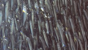 Vertical footage video, Massive concentration of Hardyhead Silverside fish swims in blue water sparkling in bright sunrays, slow motion