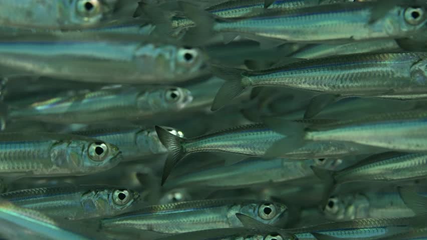 Extreme close-up, A continuous stream of small fishes swimming underwater sparkling in bright sunlight, Slow motion Royalty-Free Stock Footage #3418622181