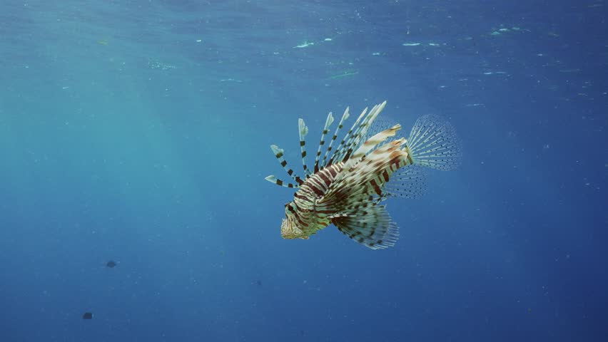 Close up of two Common Lionfish or Red Lionfish (Pterois volitans) swims under surface of blue water in dance sunlight on sunny day, Low-angle shot, Slow motion