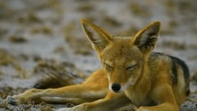 The black-backed jackal (Lupulella mesomelas), also called the silver-backed jackal, is a medium-sized canine native to eastern and southern Africa.