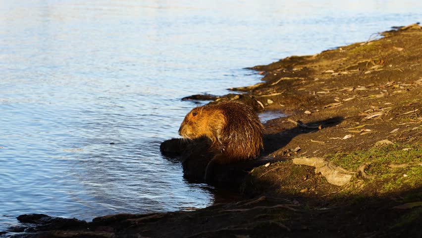 Wet beaver stand on sunny ground and groom himself near river shoreline