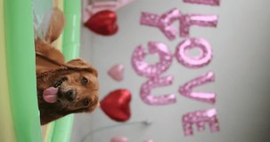 Vertical video of a Golden Retriever dog lying in a small inflatable pool in the water with Valentine's Day balloons in the background. Decorations for the holiday of the inscription I love you.
