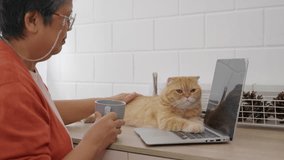 In the morning light, a young woman works on her laptop at home by the window, her elderly cat sitting on the desk beside her. A heartwarming display of togetherness and companionship. pet love - Powered by Shutterstock - Get 15% off with code: PIKWIZARD15