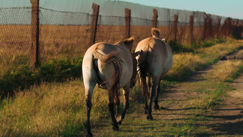 Two Horse friends walk together in pasture. Horse rear view. High quality 4k footage