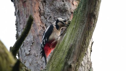 Great spotted woodpecker search feed on the pine tree, (dendrocopos major)
