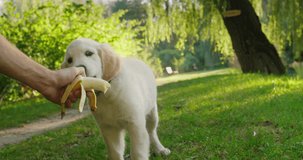 Funny golden retriever puppy eats a banana from the owner's hand