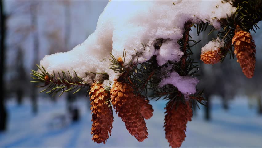 Spring is coming, nature awakening. Spruce branch with cones in snow against the backdrop of snow-covered park in sunny spring weather. The snow on the branch quickly melts and straightens. Time lapse Royalty-Free Stock Footage #3418865921