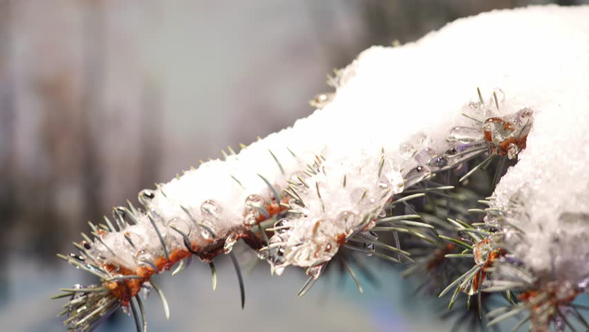 Spring is coming, nature awakening. Spruce branch in snow against the backdrop of snow-covered park in sunny spring weather. The snow on the branch quickly melts and straightens. Time lapse Royalty-Free Stock Footage #3418898493