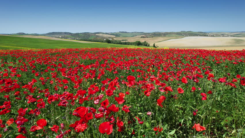 Flight over beautiful field of red poppies with blue sky in Tuscany. Italy. Royalty-Free Stock Footage #3418952821