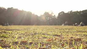 SHIBUYA, TOKYO, JAPAN : View of public park in sunset. Sunshine, grass and trees. Nature, ecology and holiday concept video. Time lapse shot.