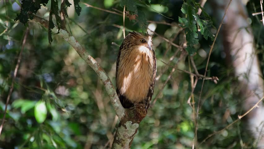 Looking to the right then turns its head to the left and quickly faces forward with its eyes wide open, frightened of some sound in the forest, Buffy Fish Owl Ketupa ketupu, Thailand Royalty-Free Stock Footage #3419000195