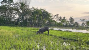 Buffalo on the harvested rice field and eating the grass.