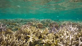 Coral reef below the water surface with fish (damselfish), south Pacific ocean, natural underwater scene, New Caledonia, Oceania, 59.94fps