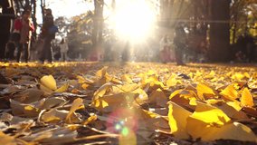 TOKYO, JAPAN - NOVEMBER 2023 : View of orange and yellow Autumn leaves and trees at Yoyogi park in sunset. Japanese fall, foliage and nature concept video. Time lapse shot.