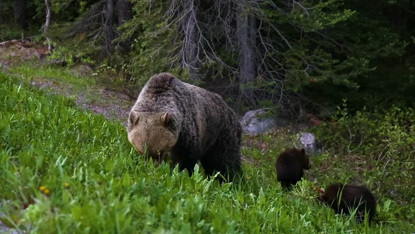 Mother Grizzly Bear with her cubs, eating weeds and grass in nature. Taken in Banff National Park, Alberta, Canada. Royalty-Free Stock Footage #3419051327