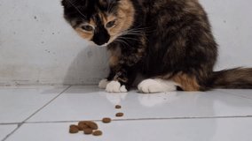 close up front view video of a cute tortoise cat eating dry food in a room