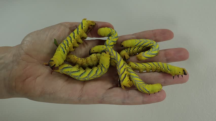 Many yellow caterpillars crawl on the palm. Death head moth. Hawk moth caterpillars larvae of sphingidae Acherontia atropos.