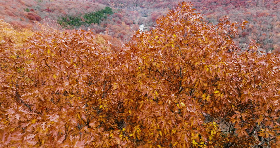 Orange yellow autumnal trees foliage landscape in Devil