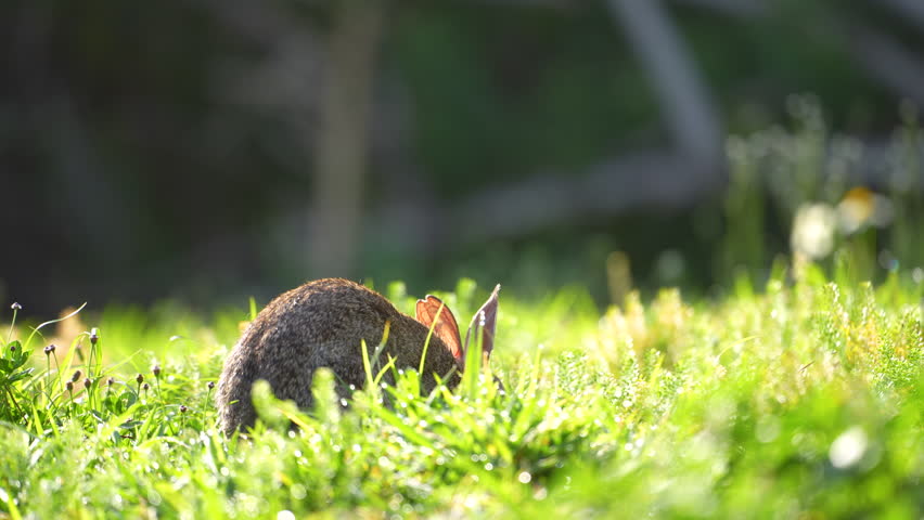 Grey small hare eating grass on Florida backyard. Wild rabbit in nature