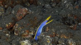 A blue moray eel hid between the rocks at the bottom of the sea.
Ribbon Eel (Rhinomuraena quaesita) 120 cm. ID: juveniles black with yellow dorsal fin, adult males bright blue, females yellow.