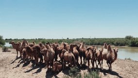 Camels in the desert of Kazakhstan. A landscape panorama. Central Asia. The camel grazes in the steppe with small vegetation near the river. 4K Video