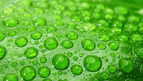 Mesmerizing close-up video captures the exquisite beauty of glistening water droplets on lush, wet green leaves. Nature's artistry in motion. Nature concept. 4K.
