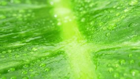 Experience the world of water drops on wet leaves in this close-up macro video stock footage. Marvel at the stunning, intricate details of glistening droplets as they cling to the lush green foliage.
