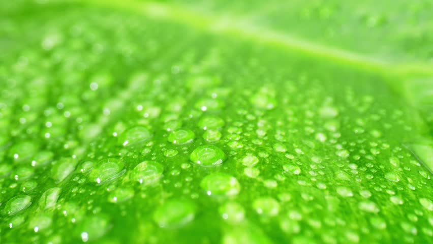 Macro lens captures exquisite close-up of rain-kissed, vibrant green leaves adorned with shimmering water droplets. Natural wonders concept. Green leaf background. Video footage. 4K HDR.
 Royalty-Free Stock Footage #3419244335