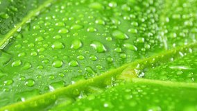 Macro lens captures sparkling water droplets dancing on glossy, emerald leaves, a stunning close-up that showcases the elegance of the natural world. Green background. 4K.
