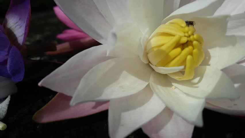 A lifestyle of two tiny bees caressing a natural white lotus offered on a flower bed at a sacred site in Sri Lanka