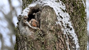 Cute Little squirrel pops in and out of its den in a cavity in a maple tree as it wakes from a nap in winter forest or early spring. 4K 120 fps slow motion raw video