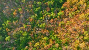A drone's view captures the awe-inspiring beauty of Thailand's Deciduous Dipterocarp Forest. Marvel at the vivid red, yellow, and orange leaves as they paint the landscape in vivid colors. 4K.
