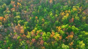 As the dry season kicks in, Thailand's Deciduous Dipterocarp Forest turns into a breathtaking drone's eye candy, with leaves painting the landscape in vibrant shades of red, yellow, and orange.
