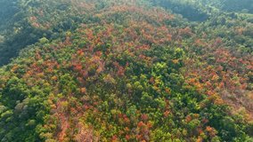 From high above, the deciduous Dipterocarp Forest in Thailand metamorphoses into a fiery masterpiece. Leaves ablaze in red, yellow, and orange create an epic, cinematic vista. Nature stock footage.
