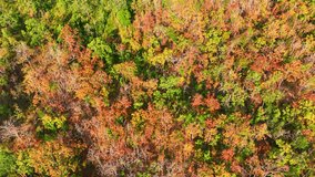 Witness the magic of Thailand's Deciduous Dipterocarp Forest as it dons its autumn attire. From above, a drone captures the forest ablaze in red, yellow, and orange, a nature lover's dream. 4K.
