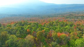 As the dry season unfolds, Thailand's Deciduous Dipterocarp Forest dons a vibrant cloak of red, yellow, and orange leaves, painting a mesmerizing aerial canvas of nature's beauty. High-quality video.
