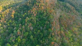 A breathtaking panorama of Thailand's dry dipterocarp forest captured from a drone, showcasing nature's artistry in vivid hues and intricate patterns. Greenery and flora concept. 4K stock footage.
