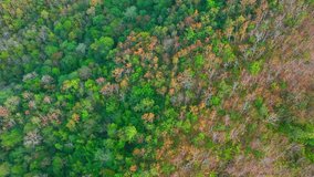A drone's view captures the awe-inspiring beauty of Thailand's Deciduous Dipterocarp Forest. Marvel at the vivid red, yellow, and orange leaves as they paint the landscape in vivid colors. 4K.
