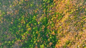 Hovering above Thailand's dry dipterocarp forest, we glimpse a world of wilderness, where nature's artistry unfolds in a mosaic of vibrant hues and dynamic textures. Nature stock footage. 4K.
