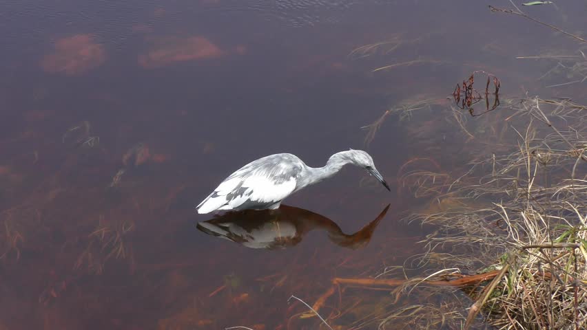  Immature Little Blue Heron fishing in Florida Lake.