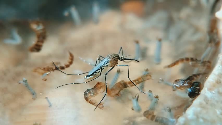 Mosquitoes lay their eggs in dirty water on mosquito larvae Royalty-Free Stock Footage #3419316563