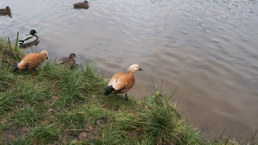 beautiful yellow duck takes off from the shore and lands on the water in an autumn pond, slow motion