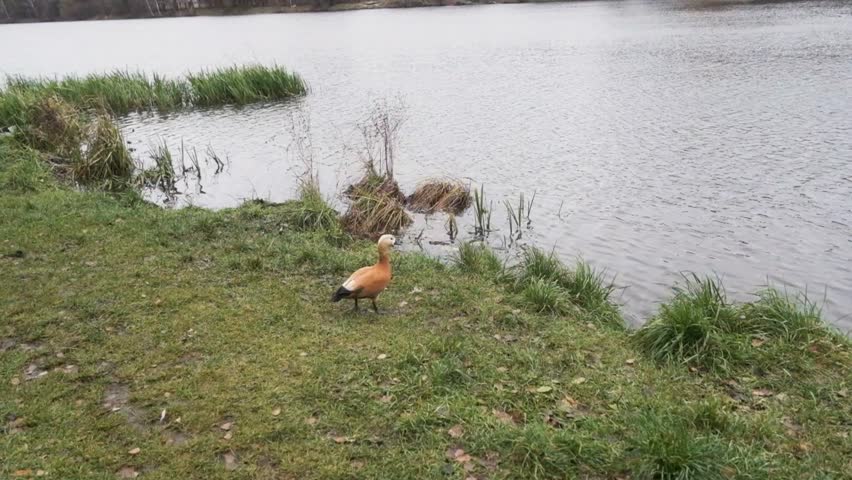 beautiful yellow duck takes off from the shore and lands on the water in an autumn pond, slow motion