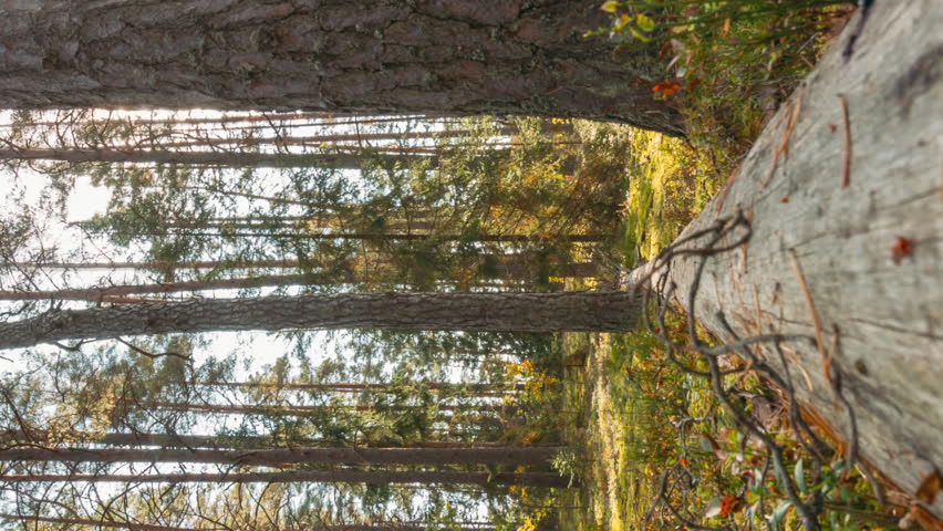Time Lapse. Beautiful Sunset Sun Sunshine In Sunny Autumn Forest. Sunlight Sunrays Shine Through Woods In Forest Landscape. View From Fallen Tree Trunk. Belarus, Berezinsky Biosphere Reserve. 4K.