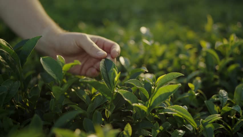 Cropped view on farmer picking crop on tea plantation. Organic green tea leaves growing on farm. Traditional cultivation of green tea. Nature background Royalty-Free Stock Footage #3419485621