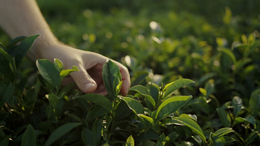 Cropped view on farmer picking crop on tea plantation. Organic green tea leaves growing on farm. Traditional cultivation of green tea. Nature background